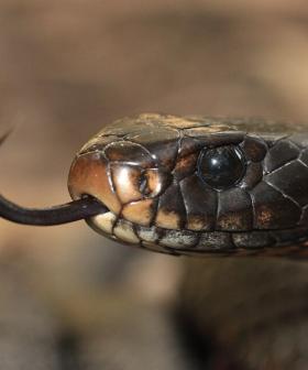 Over 100 Snakes Found in Aussie Backyard
