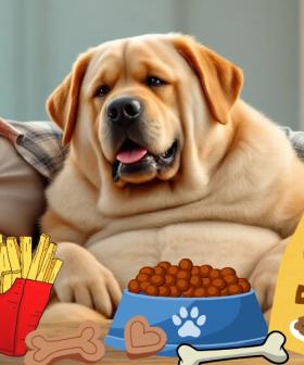 Labradors and Humans: Partners in Overeating