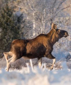 Slow, Steady, Spectacular: Sweden’s Moose March Captivates Millions