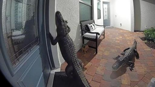 Alligators Are Lil’ Pranksters
