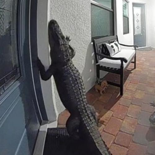 Alligators Are Lil’ Pranksters