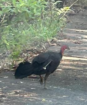 RSPCA investigating after bush turkeys shot with arrows