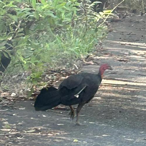RSPCA investigating after bush turkeys shot with arrows