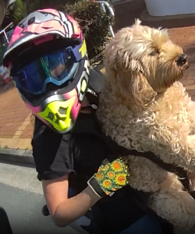 WATCH: Ruff time for motorcyclist caught riding with furry friend