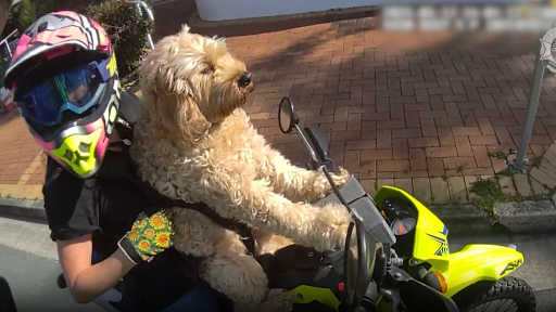 WATCH: Ruff time for motorcyclist caught riding with furry friend