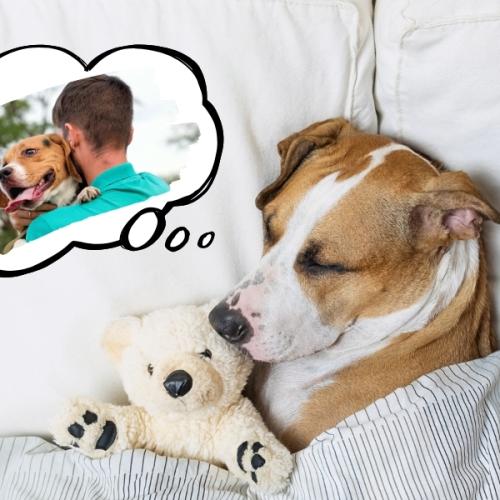 Doggy Dreams Have Been Decoded