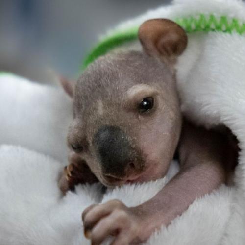 Koala Joey Reunited with Mother in Heartwarming Rescue