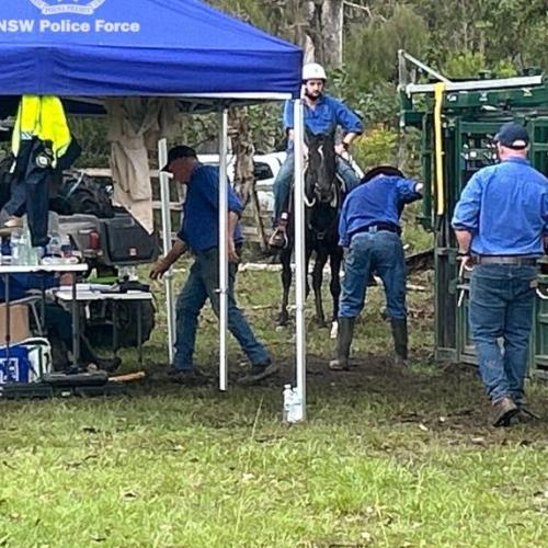 Man charged with stealing cow semen, embryos from wagyu cattle farm