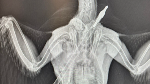 Australian brushturkey dies after being shot with arrow on Gold Coast