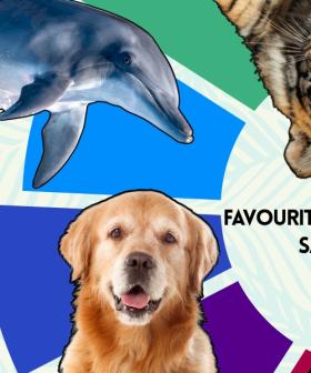 What Your Favourite Animal and Colour Say About You