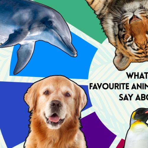 What Your Favourite Animal and Colour Say About You