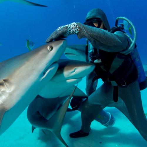 New Netflix Documentary, Shark Whisperer, A Diver’s Quest to Save Sharks