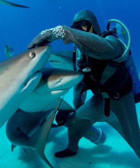 New Netflix Documentary, Shark Whisperer, A Diver’s Quest to Save Sharks