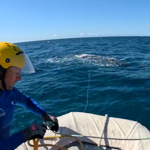 Whale freed after delicate rescue mission off Gold Coast