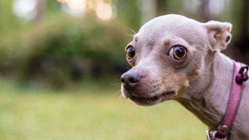 The Internet Shares the Strangest Dog Nicknames