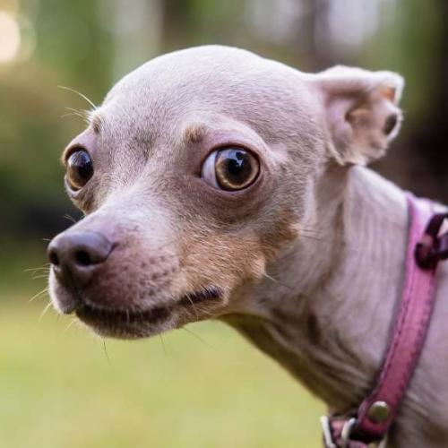 The Internet Shares the Strangest Dog Nicknames