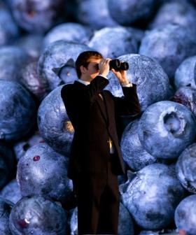 Blueberry Shortage Hits Aussie Supermarkets Due to Wild Weather