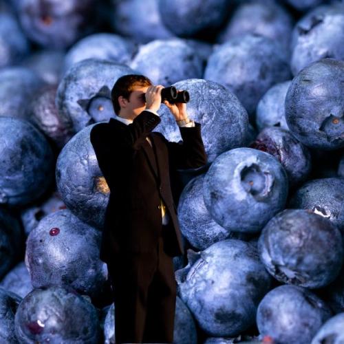 Blueberry Shortage Hits Aussie Supermarkets Due to Wild Weather