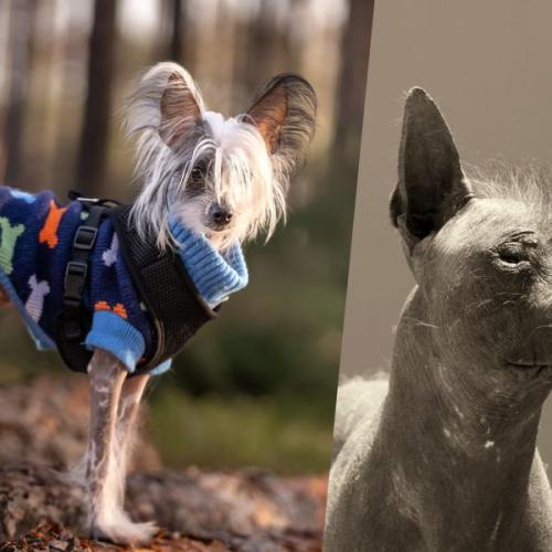8 Dog Breeds That’ll Make You Look Twice