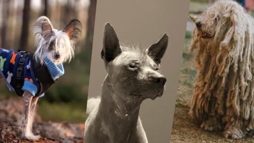8 Dog Breeds That’ll Make You Look Twice