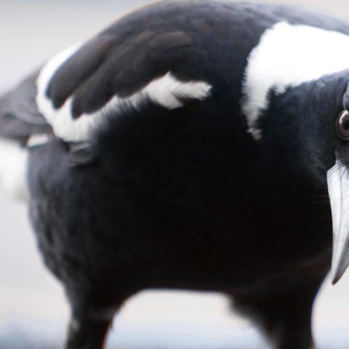 Heads Up! It’s Magpie Swooping Season!