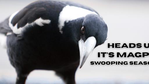 Heads Up! It’s Magpie Swooping Season!