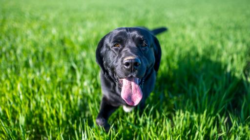 Urgent warning for Gold Coast pet owners following deadly tick surge