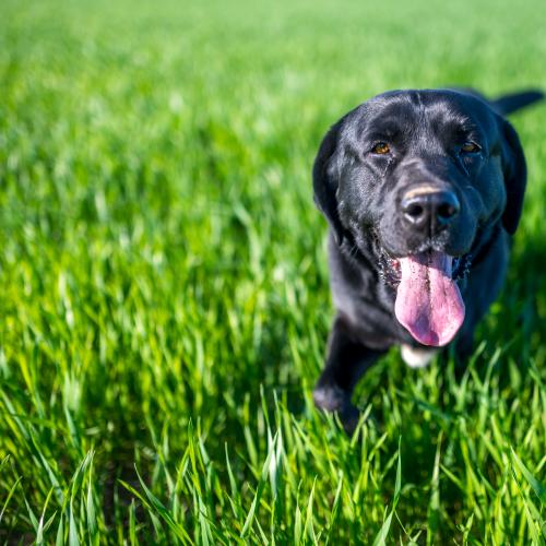 Urgent warning for Gold Coast pet owners following deadly tick surge
