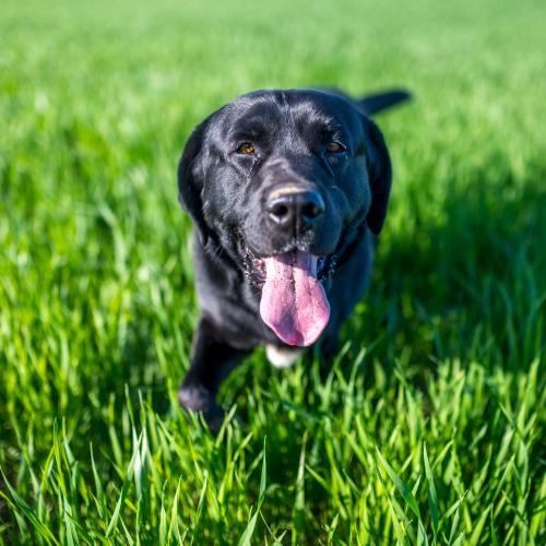 Urgent warning for Gold Coast pet owners following deadly tick surge