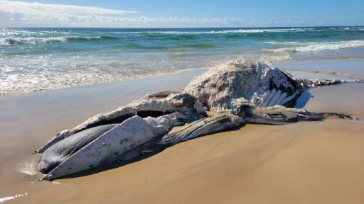 Dead whale removed from Kingscliff beach, locals urged to remain cautious