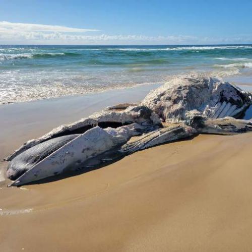 Dead whale removed from Kingscliff beach, locals urged to remain cautious