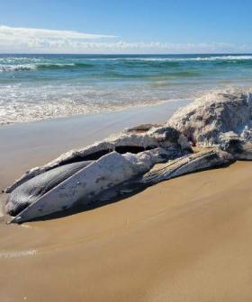 Dead whale removed from Kingscliff beach, locals urged to remain cautious