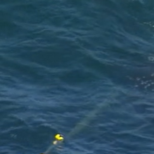 Baby whale trapped in nets off the Gold Coast