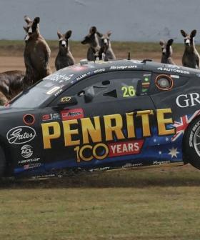 Watch the Heart-Stopping Bathurst 1000 Kangaroo Near-Miss The Broadcast Didn’t Catch