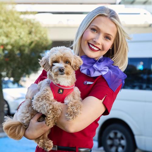 First Virgin pet flight to land on Gold Coast