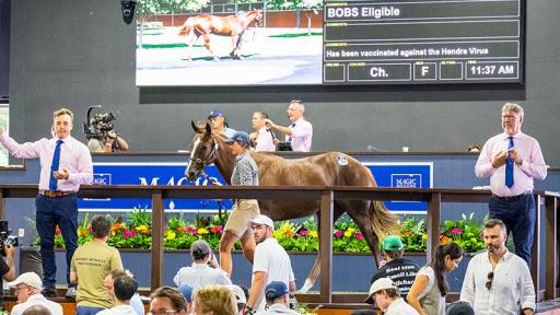 Snitzel Filly tops Day Three of Magic Millions Yearling Sale