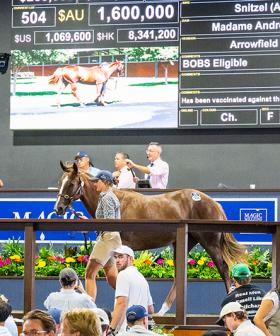 Snitzel Filly tops Day Three of Magic Millions Yearling Sale
