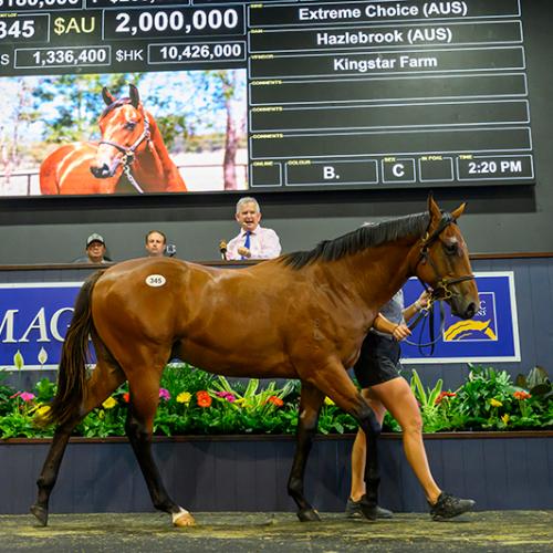 Colt by superstar sire Extreme Choice tops day 2 of Magic Millions Yearling Sale