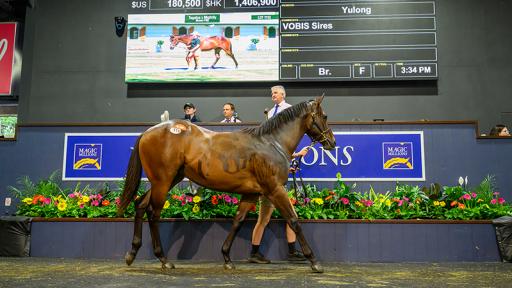 Buyers splash over $212 million at 2026 Magic Millions Yearling Sales