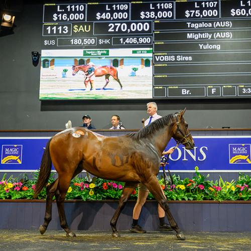 Buyers splash over $212 million at 2026 Magic Millions Yearling Sales