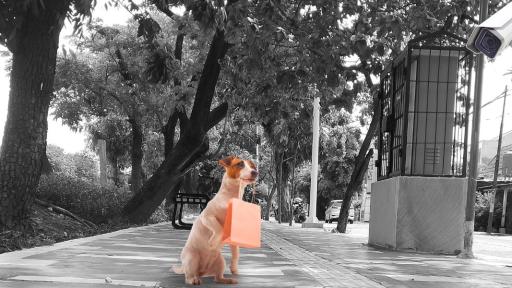 CCTV Captures Dog Trained to Drop Rubbish on Roadside