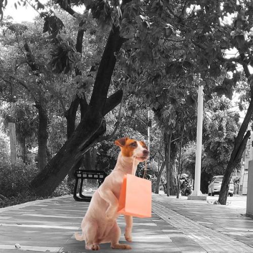 CCTV Captures Dog Trained to Drop Rubbish on Roadside