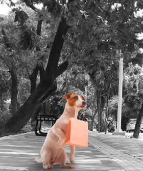 CCTV Captures Dog Trained to Drop Rubbish on Roadside