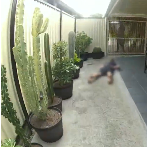 WATCH: Teen jumps into cactus while fleeing police following wild crime spree