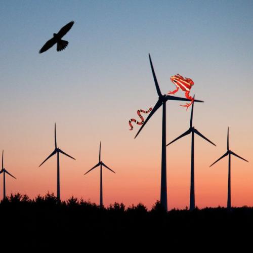 A Simple Paint Job Could Save Thousands of Birds