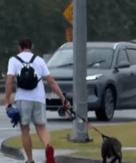 Man charged after alleged dog assault vision shocks Gold Coast