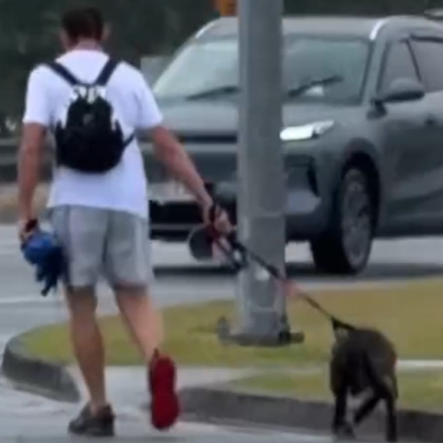 Shocking footage sparks Gold Coast animal cruelty police investigation