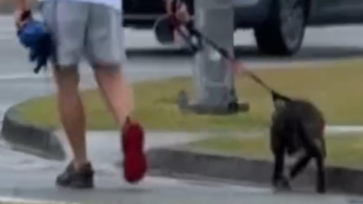 Shocking footage sparks Gold Coast animal cruelty police investigation