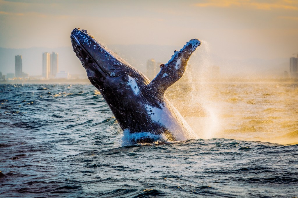 https://seaworldcruises.com.au/