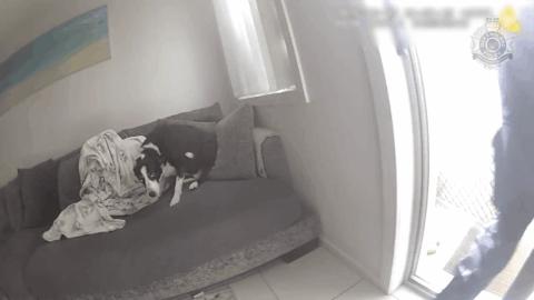 WATCH | Officers pull family dog from Gold Coast house fire
